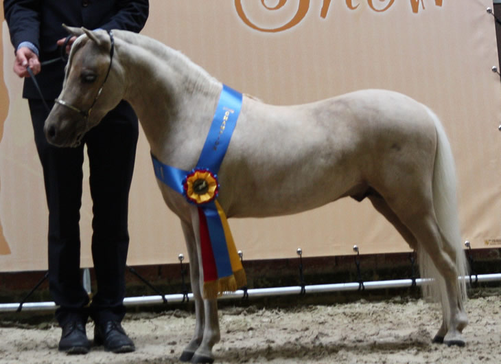 Al attal Hawk, miniature horse, Honor Roll!