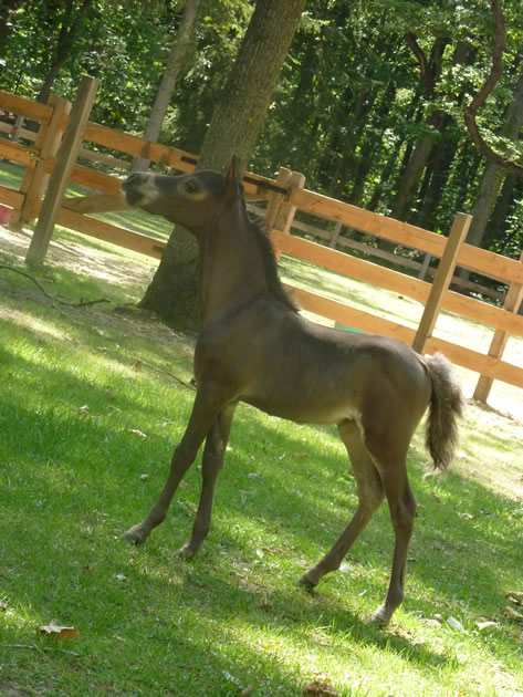 Modello Phantom Iphigénie en France, miniature filly