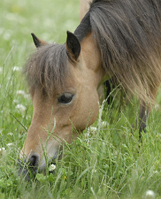 EBF Spirit Arabian Elegance, jument miniature, miniature mare