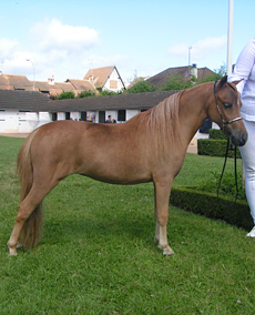 Modello Buckeroo Blue Phantom Loumir, jument miniature, miniature mare