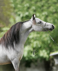 AAPRINAS IN BUCKEROO'S ELEGANT LACE, jument miniature, miniature mare