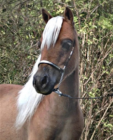 EBF BL Buckeroo Top Dream, jument miniature, miniature mare