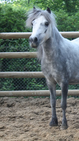 Flying W Farms Blue Boy Dont Be Blue