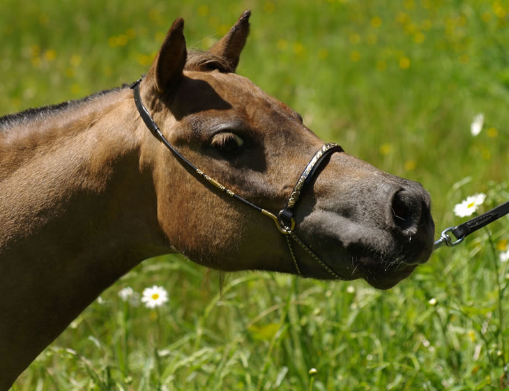 EBF Spirit Arabian Elegance à Deauville