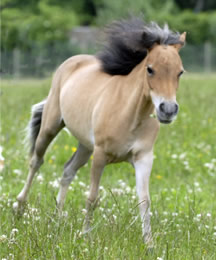 Spirit Elegance bébé dans les prés de Modello Horse Farm