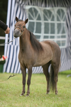 Arabian Elegance à Compiègne