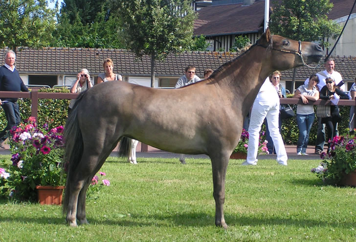 EBF Spirit Arabian Elegance à Deauville