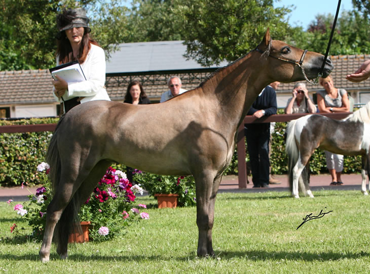 EBF Spirit Arabian Elegance, miniature mare