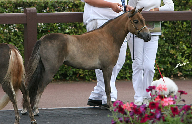 EBF Spirit Arabian Elegance à Deauville