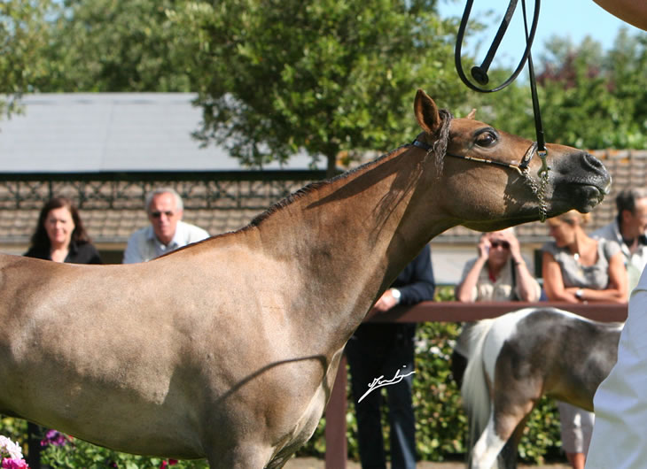 EBF Spirit Arabian Elegance à Deauville