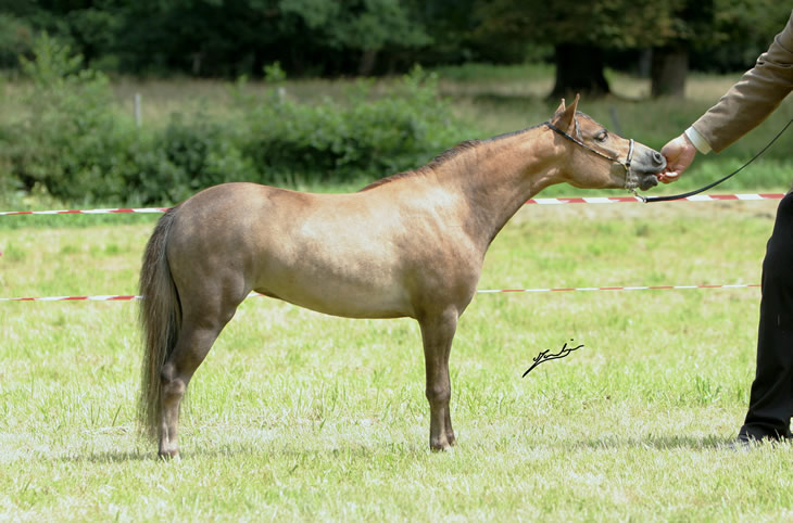 EBF Spirit Arabian Elegance à Gerbévillers