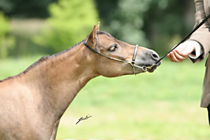 Arabian Elegance au Concours de Gerbévillers en 2008