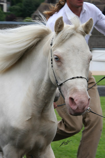 Emblem au concours international de Deauville