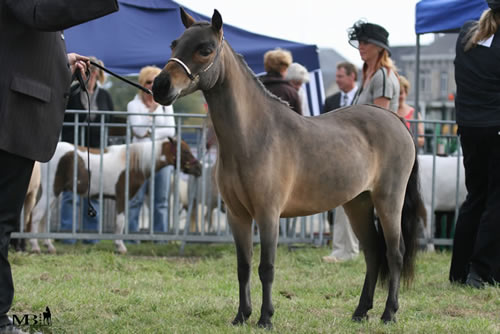 Fever au championnat d'Europe d'Oudenaarde en 2007