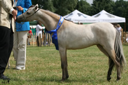 Phantom Forever au concours international AMHA de Hollande en 2008