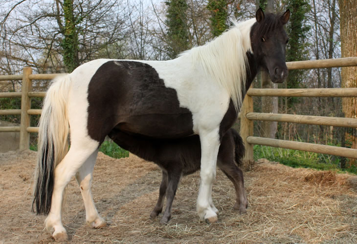 Purple Rain et Phantom Heathcliff