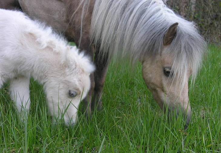 Tequiza and her daughter Phantom France