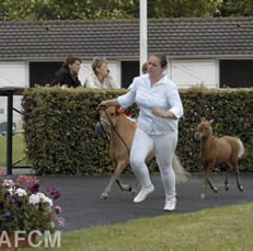 Top Dream au concours de Deauville