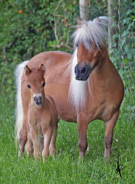 Top Dream et tarek Hawk