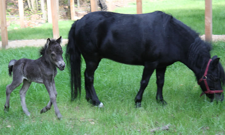 U-tiny et sa fille Black Orchid