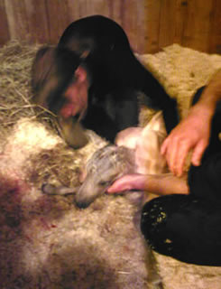 The foal is wiped and warmed, Alain keeps his head up to help him breathe correctly.