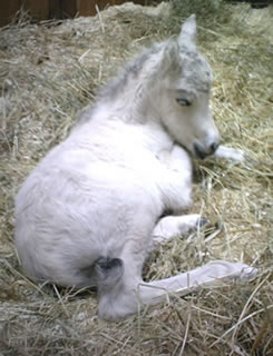 The color of the filly is buckskin, she is wonderful, she is having a rest before gathering her strength pour stand up.