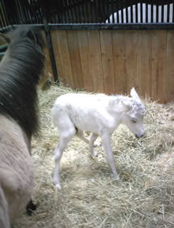 She tries to stand up, it is difficult to do so with such long legs.