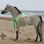 Modello Buckeroo Blue