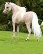 Al Attal, cheval miniature