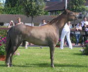 EBF Spirit Arabian Elegance 