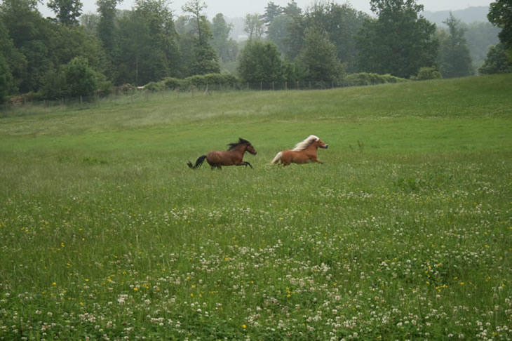 Chevaux dans les prés de Modello