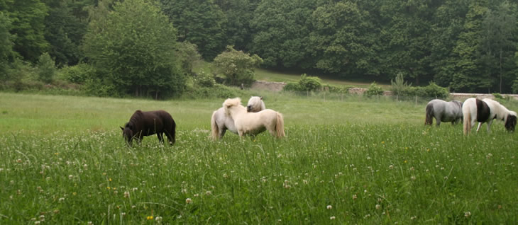 Chevaux dans les prés de Modello