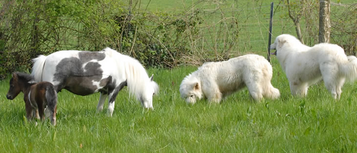 Deux de nos merveilleux chiens "Berger de Maremme Abruzze" ,ce sont des gardiens hors pairs! Ils vivent avec les chevaux , les gardent et les protégent...