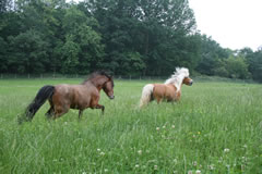 Chevaux dans les prés de Modello