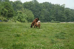 Chevaux dans les prés de Modello