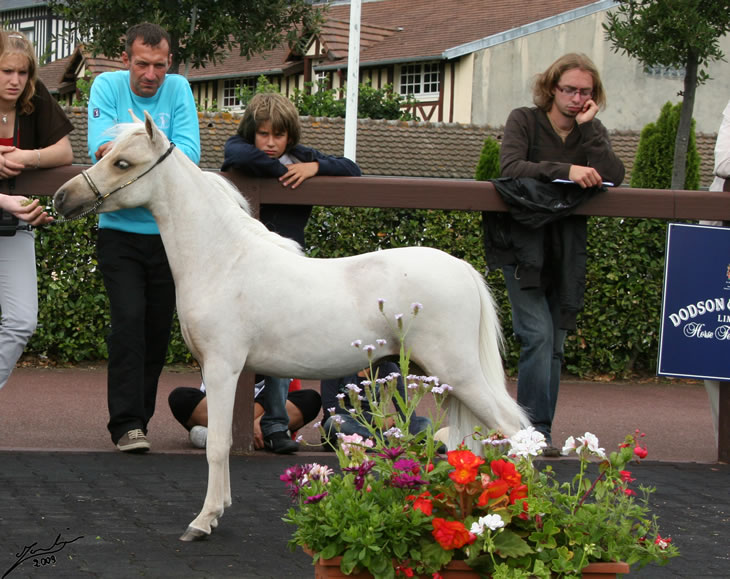 Al Attal au concours de Deauville