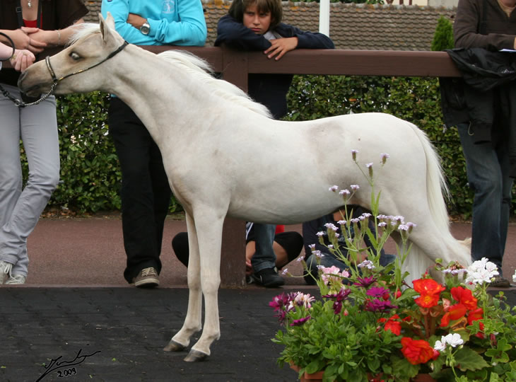 Al Attal au concours de Deauville