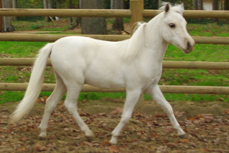 Al Attal Hawk