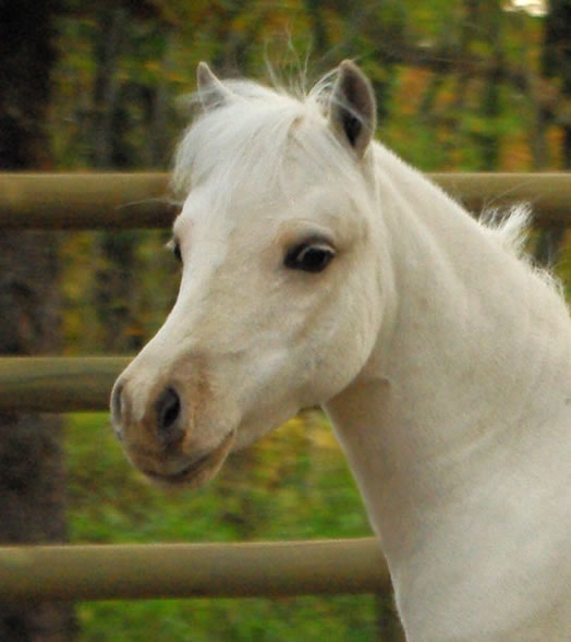 Al Attal au naturel