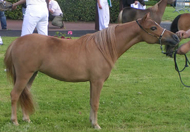 Phantom Loumir présenté par Marie Gounon au concours de Deauville