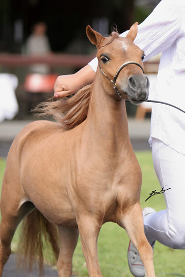 Phantom Loumir au concours international de Deauville