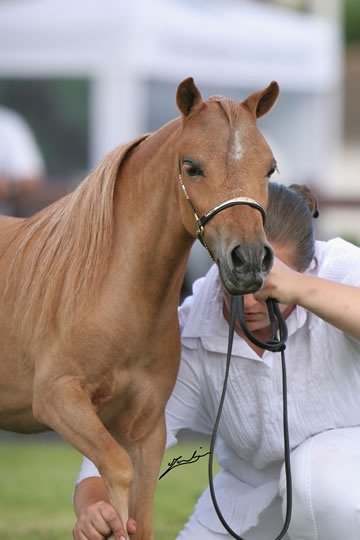 Phantom Loumir au concours international de Deauville