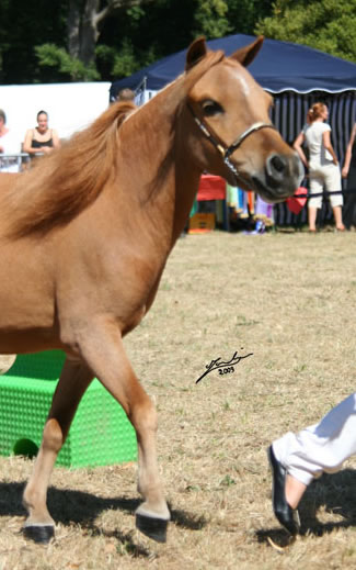 Phantom Loumir au concours international de Deauville