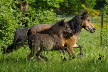 ParisTexas with his mother Alamos Streakers Bay Moon