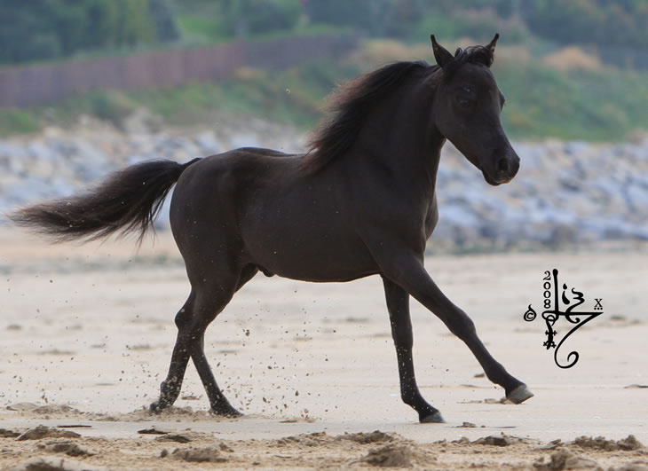 ParisTexas on the beach at Deauville in 2008