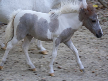 Secret Love when she was six months old