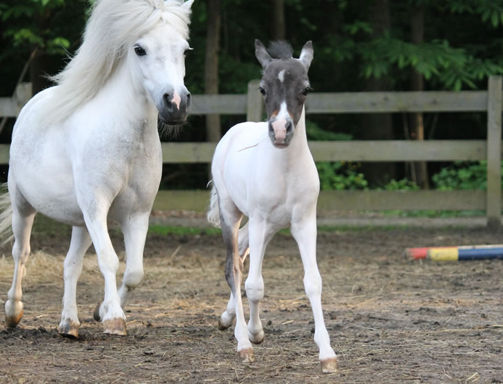 Secret Love with her colt Modello Hawks Secret ango Hawk