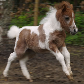 Secret Love, pouliche miniature