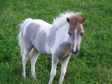 Secret Love when she was six months old