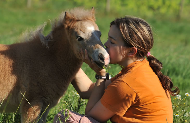 Bambitious, miniature gelding